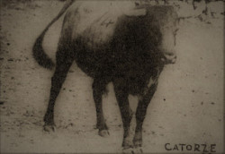 Os primeiros toiros importados.