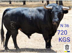 OS TOIROS DOLORES AGUIRRE PARA HOJE SALVATERRA DIA 30 AGOSTO As 22 Horas