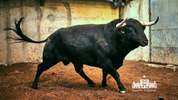 Toiros Passanha para a corrida desta noite