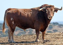 SERIEDADE DO TOIRO-TOIRO NA CORRIDA CONCURSO DA FEIRA DA MOITA
